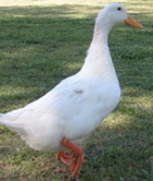 DSCN5666